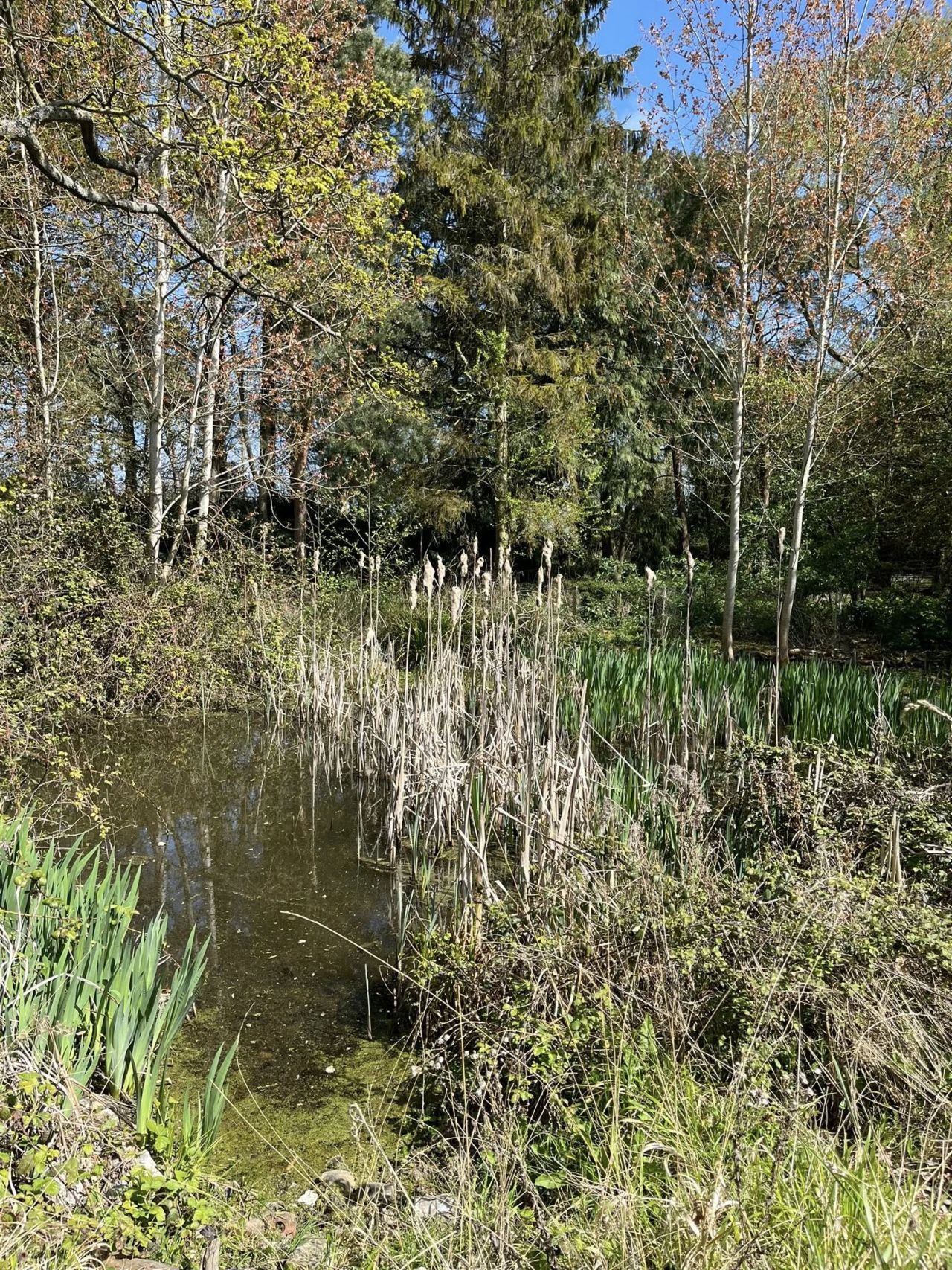 2025-04-20 07 Frostenden.jpg