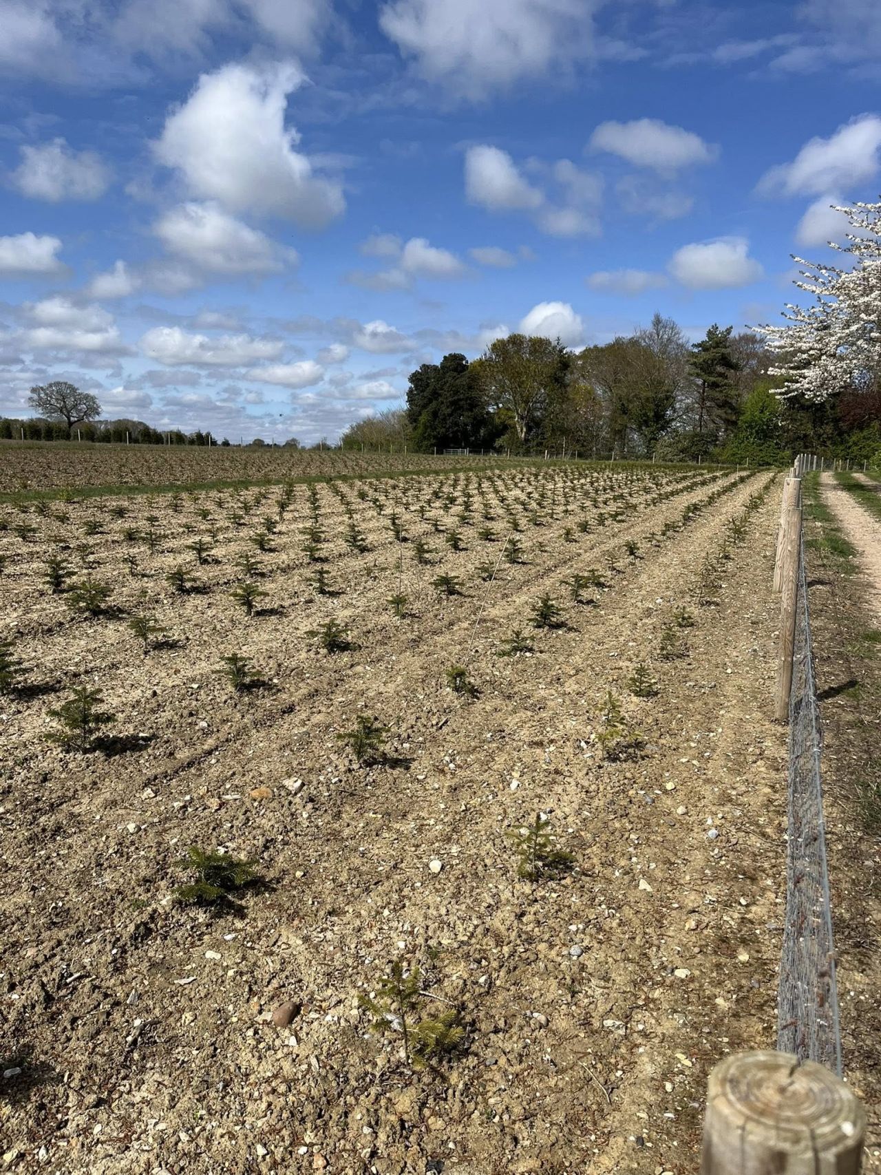 2025-04-20 10 Frostenden.jpg
