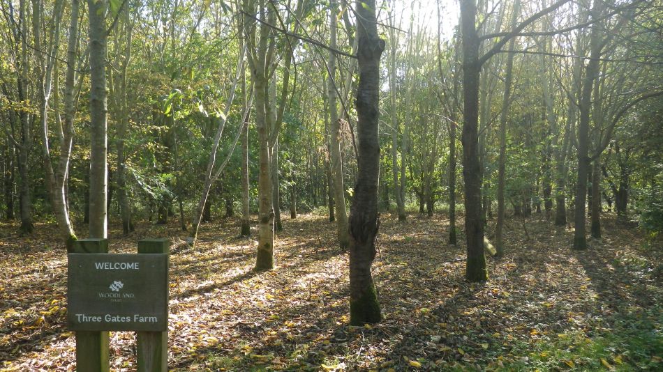 2018-10-21-04 Toft-Monks - Sausage Roll Walk.jpg