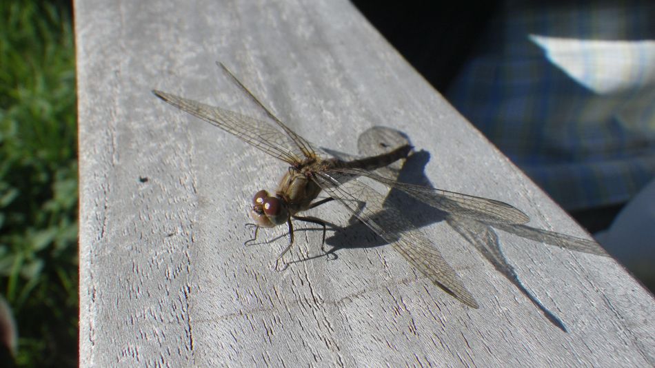 2018-10-21-08 Toft-Monks - Sausage Roll Walk.jpg