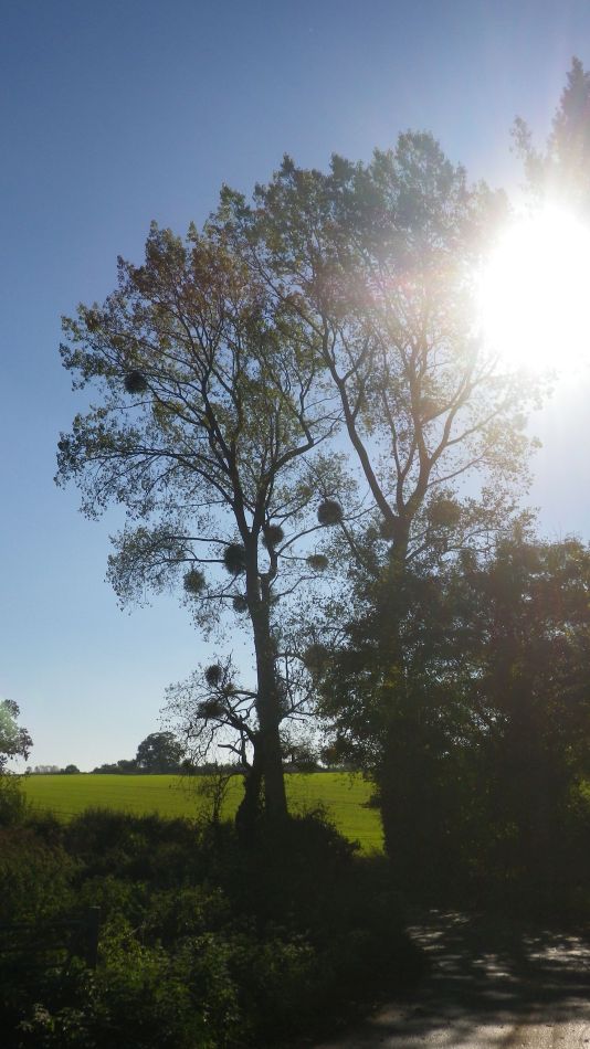 2018-10-21-09 Toft-Monks - Sausage Roll Walk.jpg