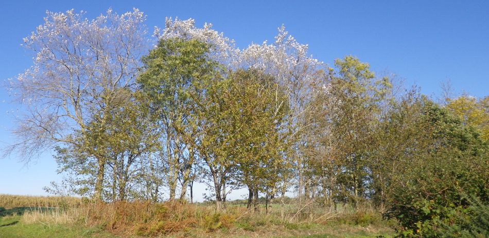 2018-10-21-12 Toft-Monks - Sausage Roll Walk.jpg
