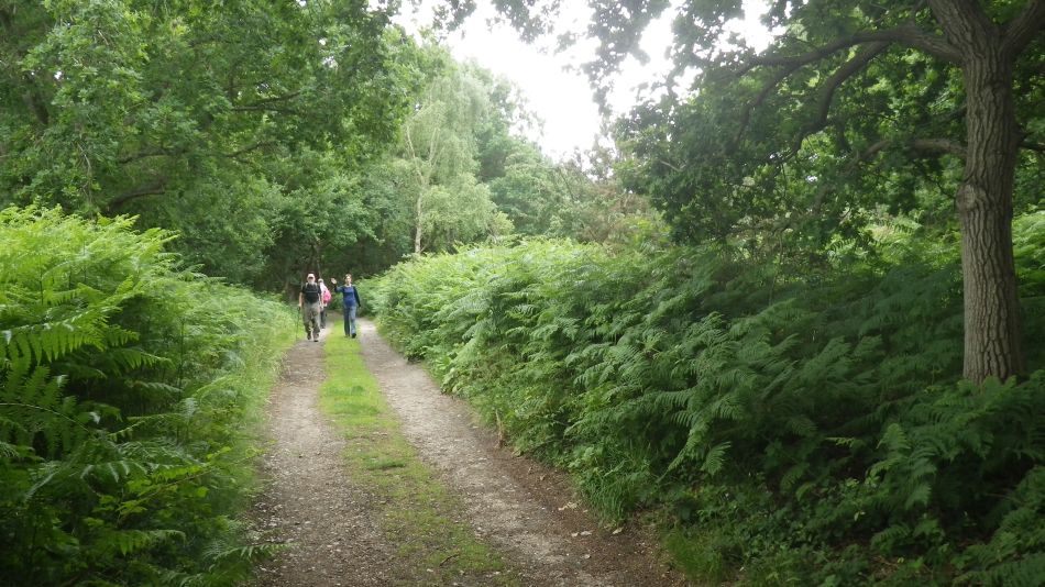 2017-06-29 11 Westleton Dunwich Eastbridge.jpg