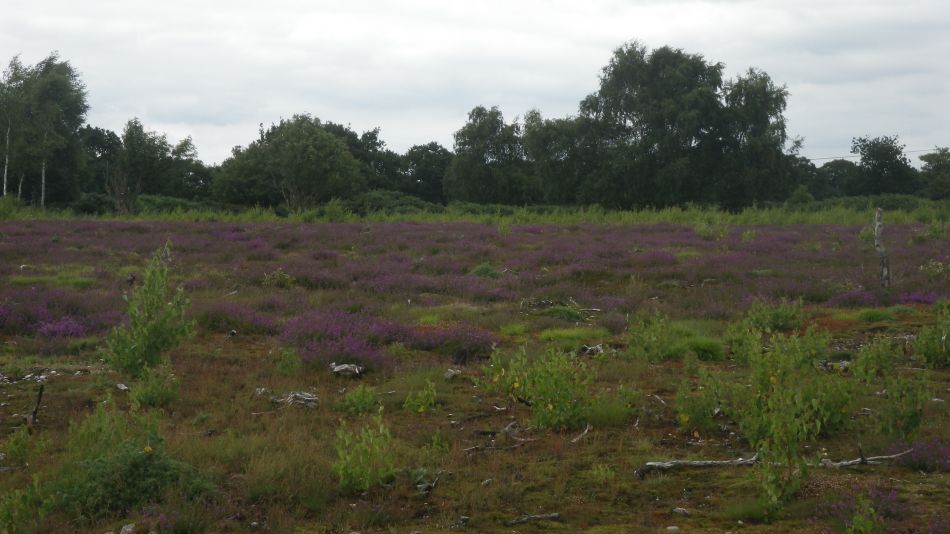 2017-06-29 12 Westleton Dunwich Eastbridge.jpg