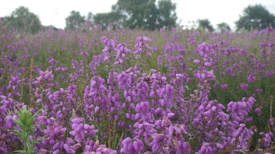 2017-06-29 13 Westleton Dunwich Eastbridge.jpg