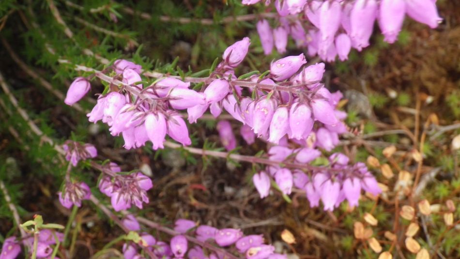 2017-06-29 14 Westleton Dunwich Eastbridge.jpg