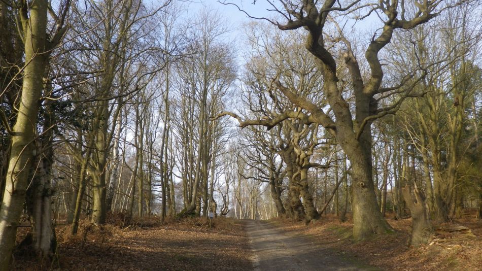 2019-02-22 05 Mature Trees.JPG