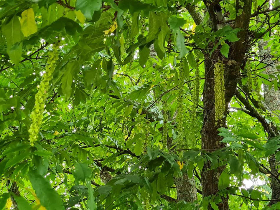 2021-09-28 33 Coln St Aldwyns and Bibury.jpg