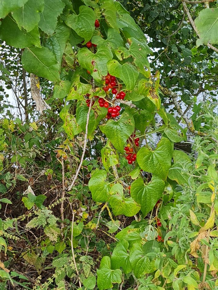 2021-09-28 41 Coln St Aldwyns and Bibury.jpg