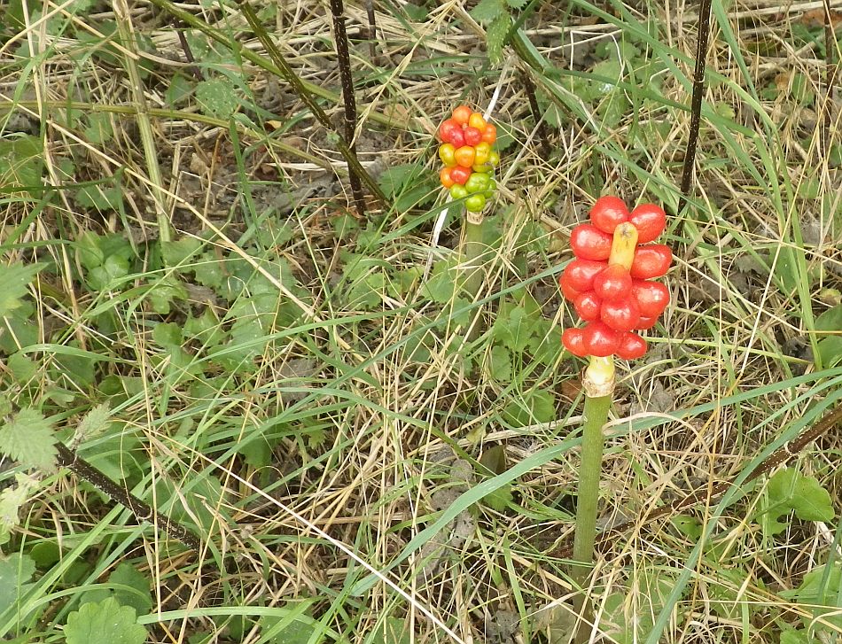 2016-08-10 01 Weybread and Harleston Area.jpg