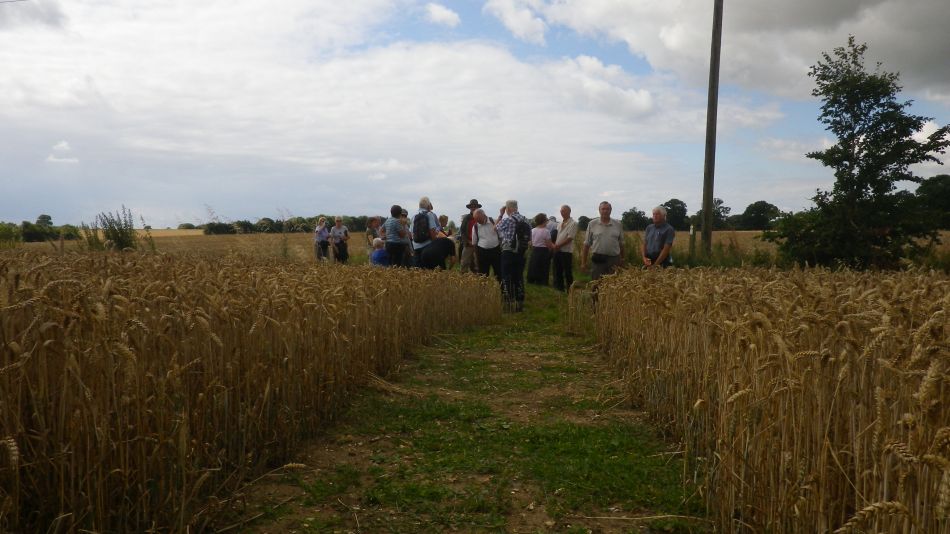 2016-08-10 06 Weybread and Harleston Area.jpg