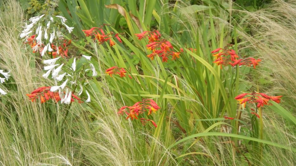 2016-08-10 15 Weybread and Harleston Area.jpg