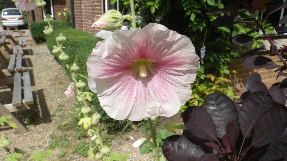 2016-08-10 19 Weybread and Harleston Area.jpg