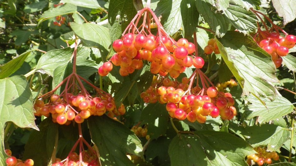 2016-08-10 21 Weybread and Harleston Area.jpg