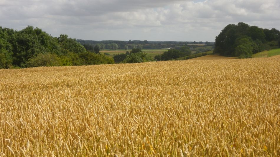 2017-07-12 04 Weybread Area.jpg