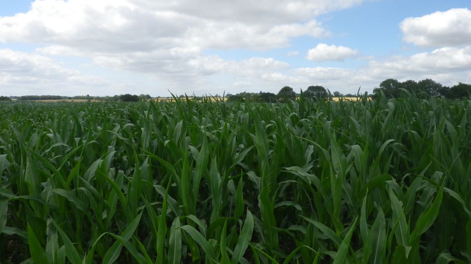 2017-07-12 06 Weybread Area.jpg