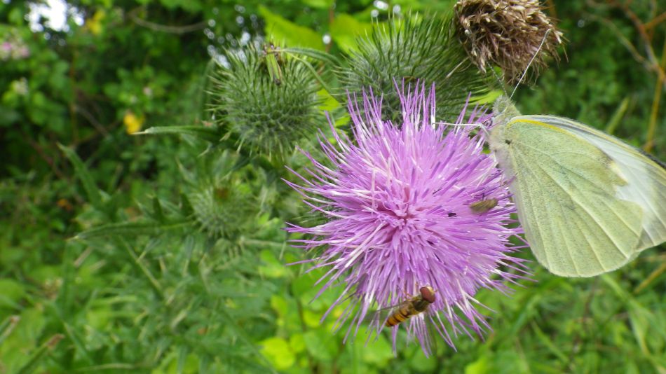 2017-07-12 07 Weybread Area.jpg