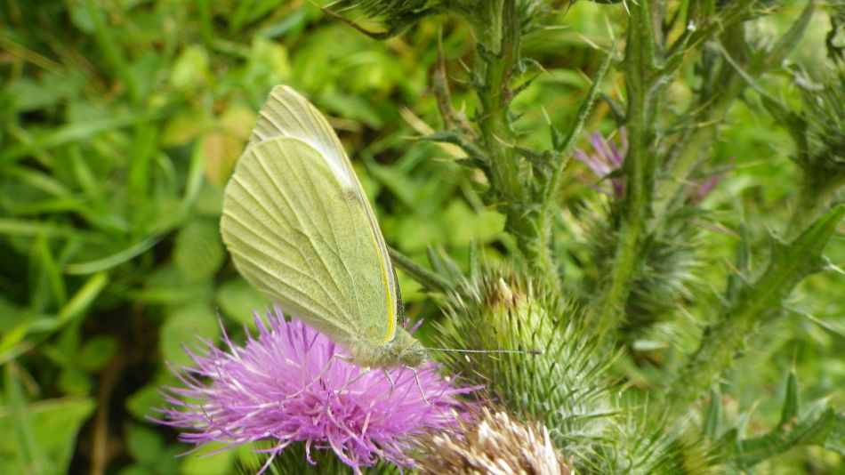 2017-07-12 10 Weybread Area.jpg