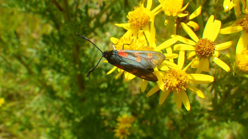 2017-07-12 13 Weybread Area.jpg