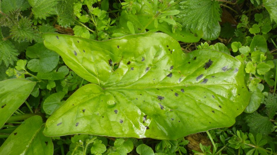 2019-04-03 04 Arum Maculatum.JPG