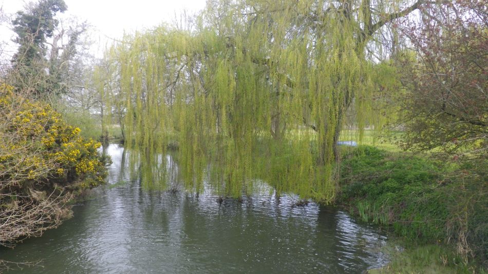 2019-04-03 06 Waveney near Needham.JPG