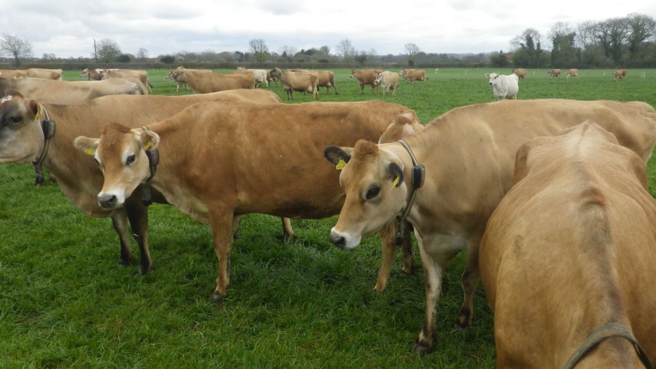 2019-04-03 13 Jersey Cows.JPG