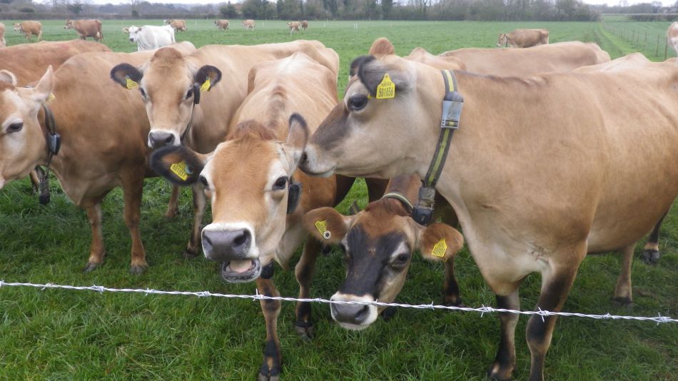 2019-04-03 14 Jersey Cows.JPG