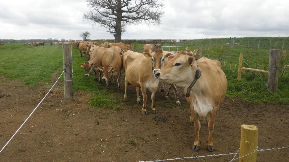 2019-04-03 15 Jersey Cows.JPG