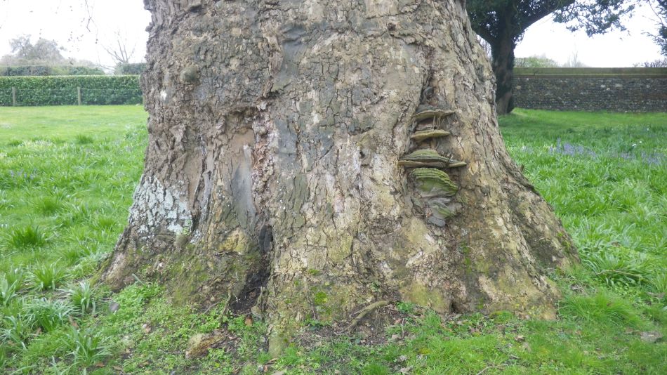 2019-04-03 21 Plane Tree.JPG