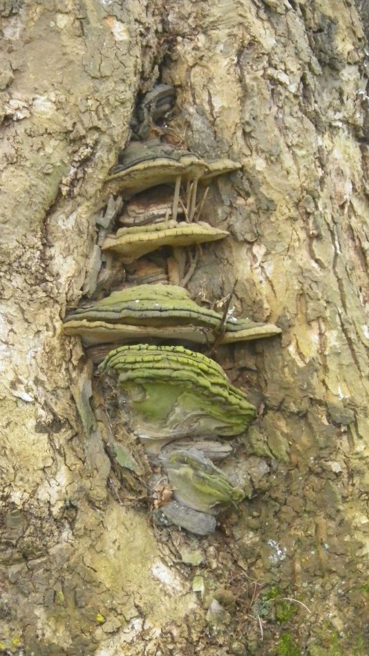 2019-04-03 22 Plane Tree.JPG