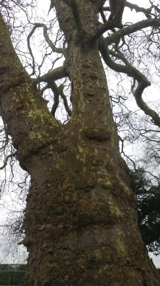 2019-04-03 23 Plane Tree.JPG