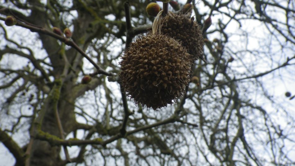 2019-04-03 24 Plane Tree.JPG