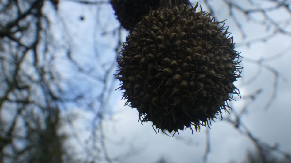 2019-04-03 25 Plane Tree.JPG