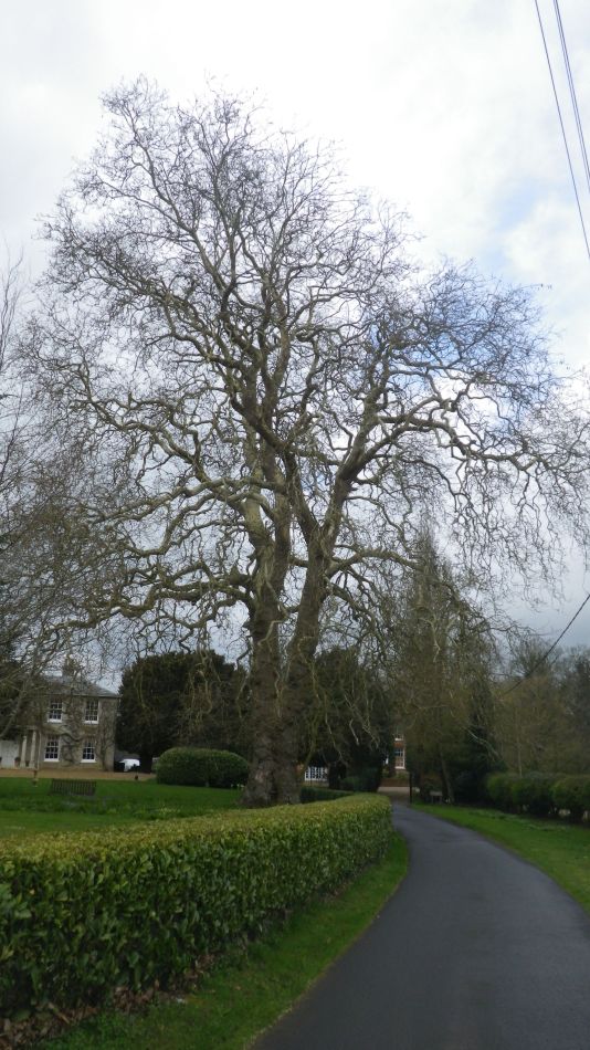 2019-04-03 26 Plane Tree.JPG