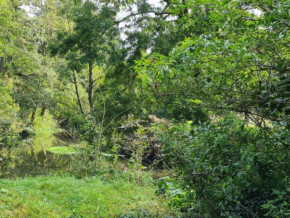 2021-10-07 10 Weybread and Harleston.jpg