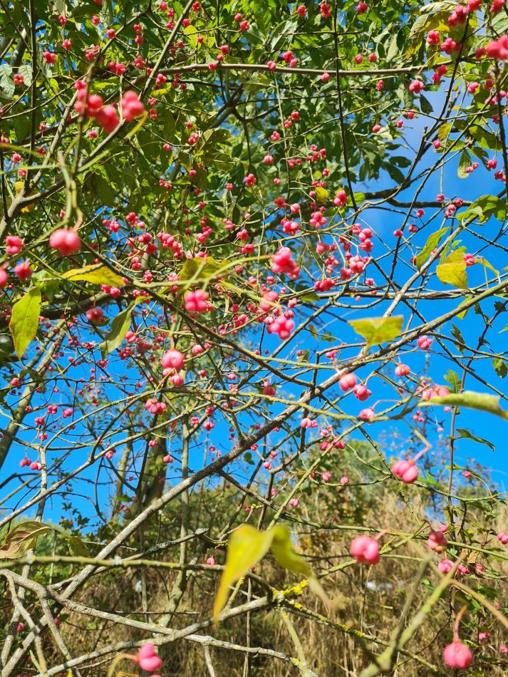 2021-10-07 13 Weybread and Harleston.jpg