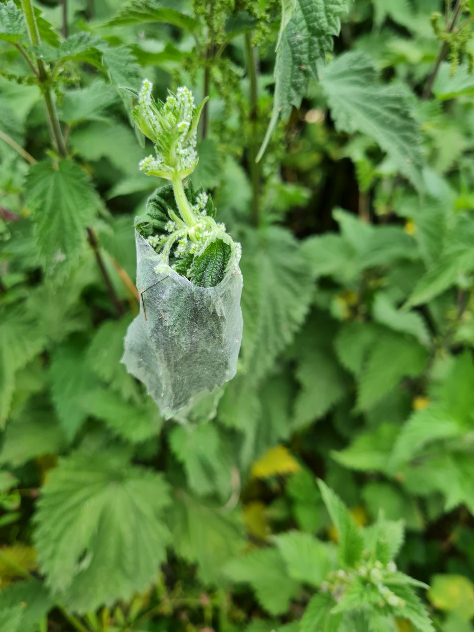 2022-06-23 04 Angles Way 14 - Harleston and Mendham.jpg