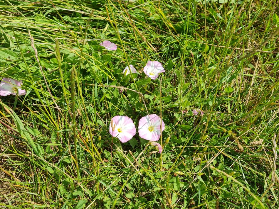 2022-06-23 09 Angles Way 14 - Harleston and Mendham.jpg