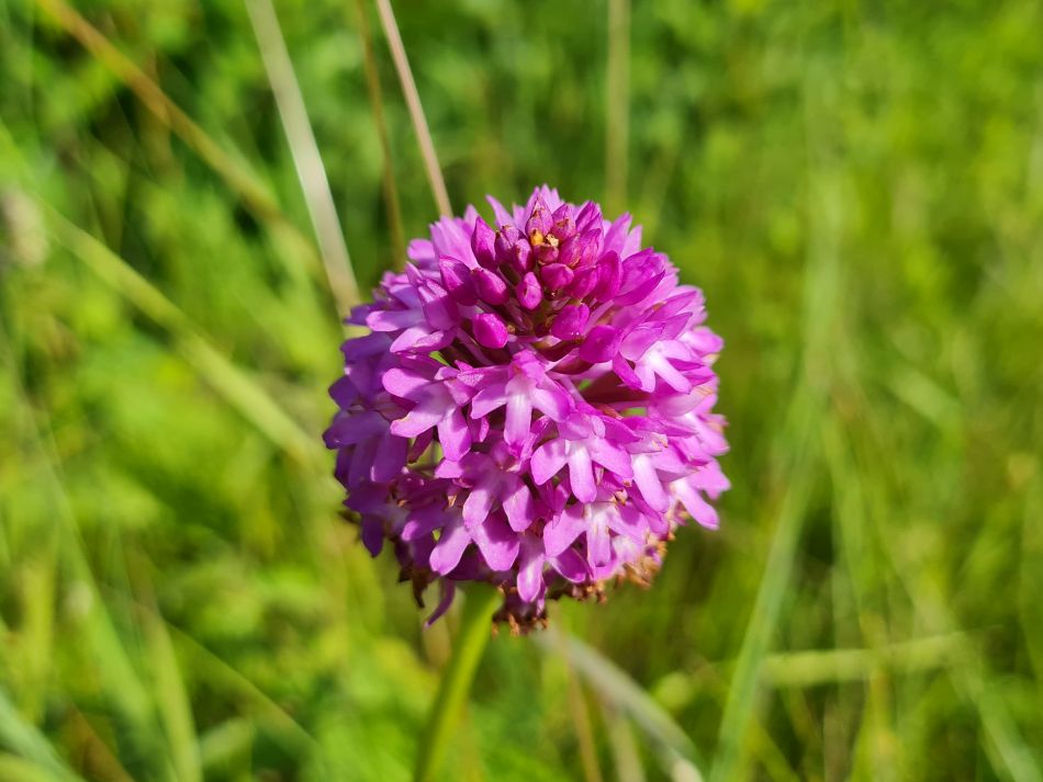 2022-06-23 10 Angles Way 14 - Harleston and Mendham.jpg