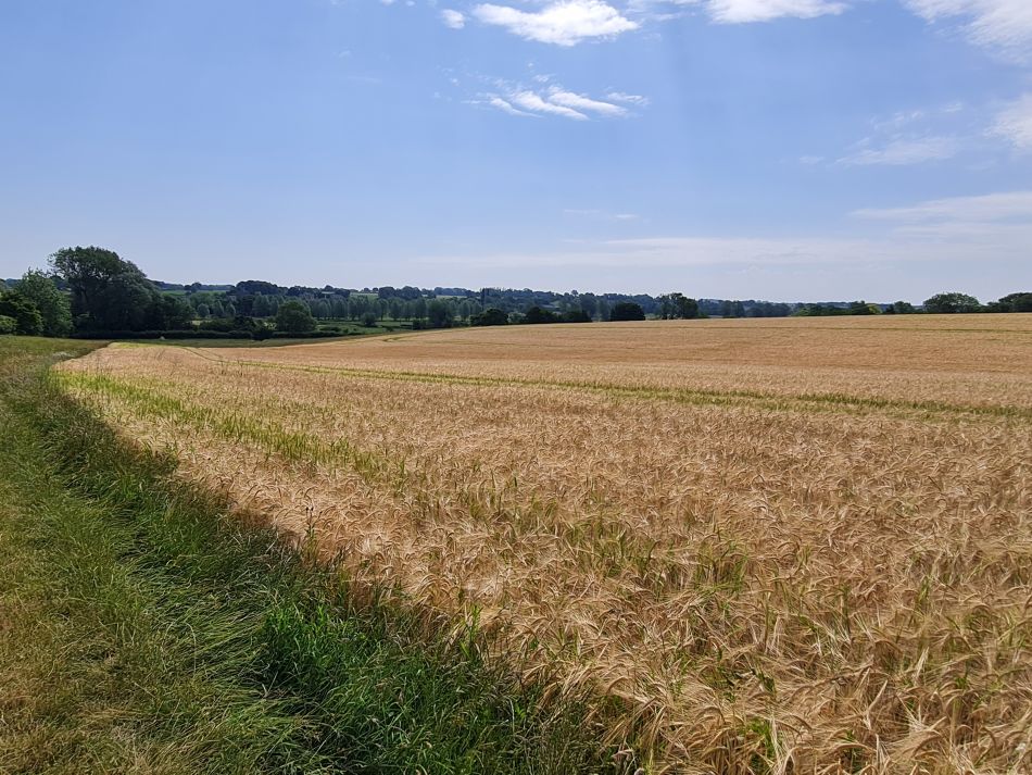 2022-06-23 11 Angles Way 14 - Harleston and Mendham.jpg