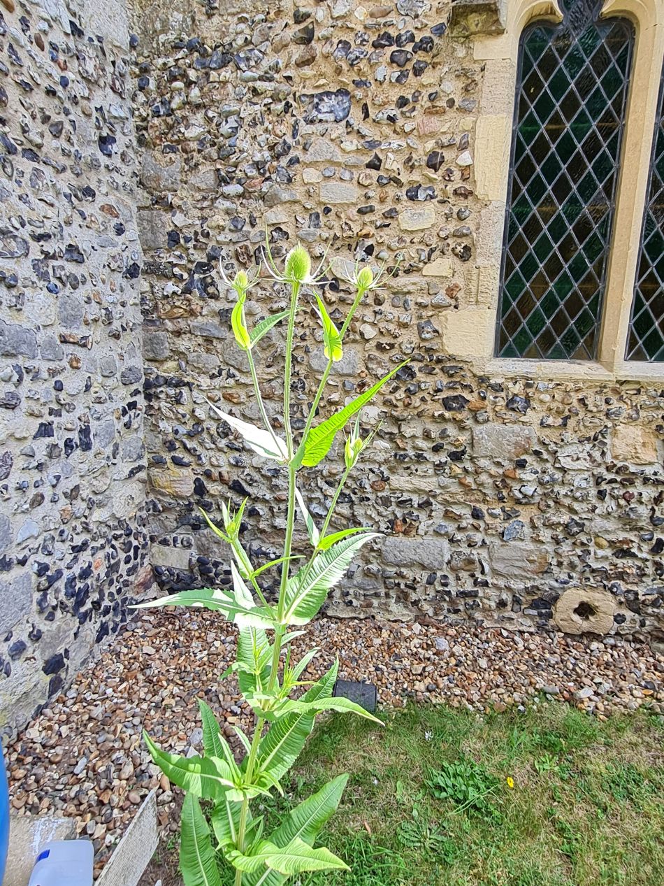 2022-06-23 19 Angles Way 14 - Harleston and Mendham.jpg