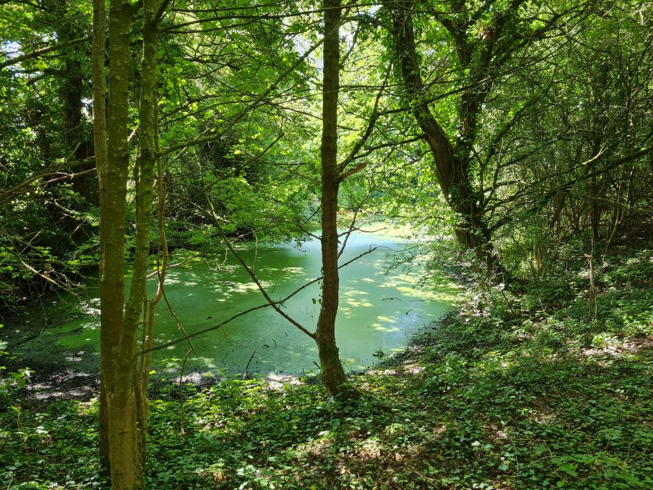 2023-07-26 04 Weybread.jpg