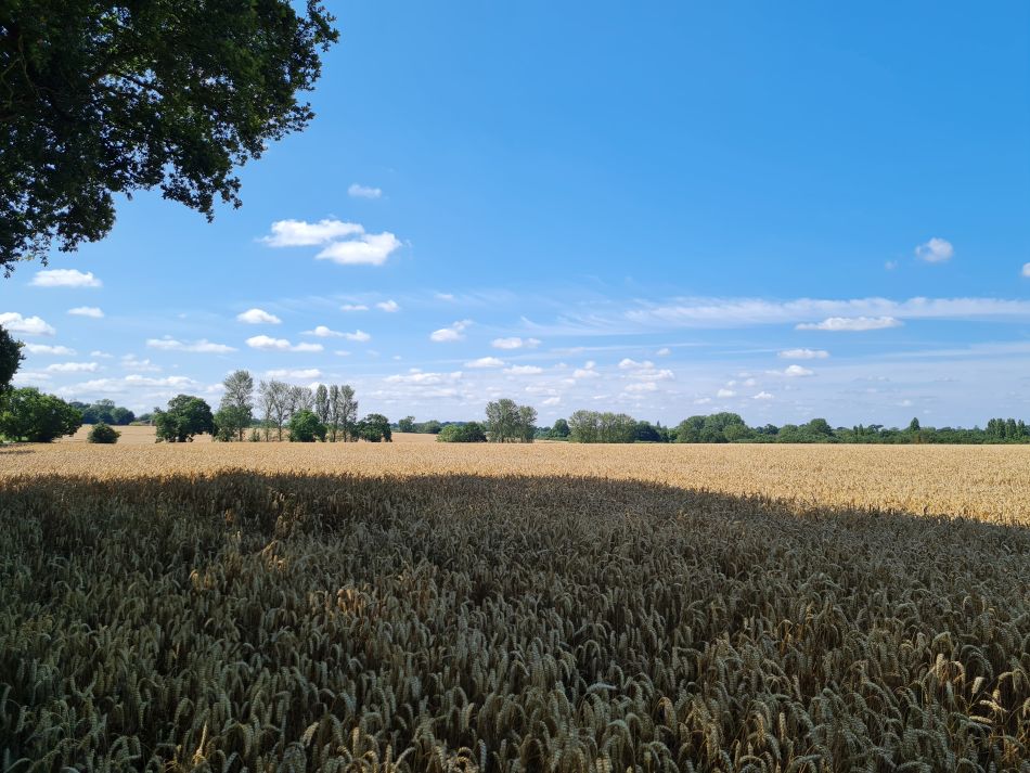 2023-07-26 05 Weybread.jpg