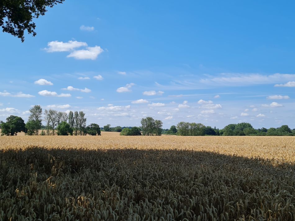 2023-07-26 06 Weybread.jpg