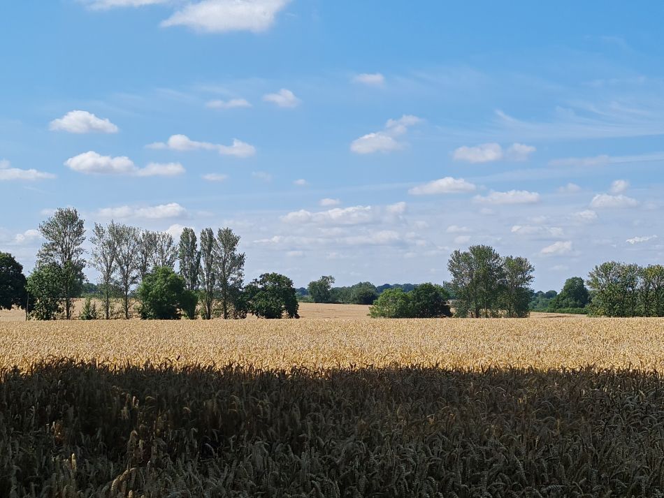 2023-07-26 07 Weybread.jpg