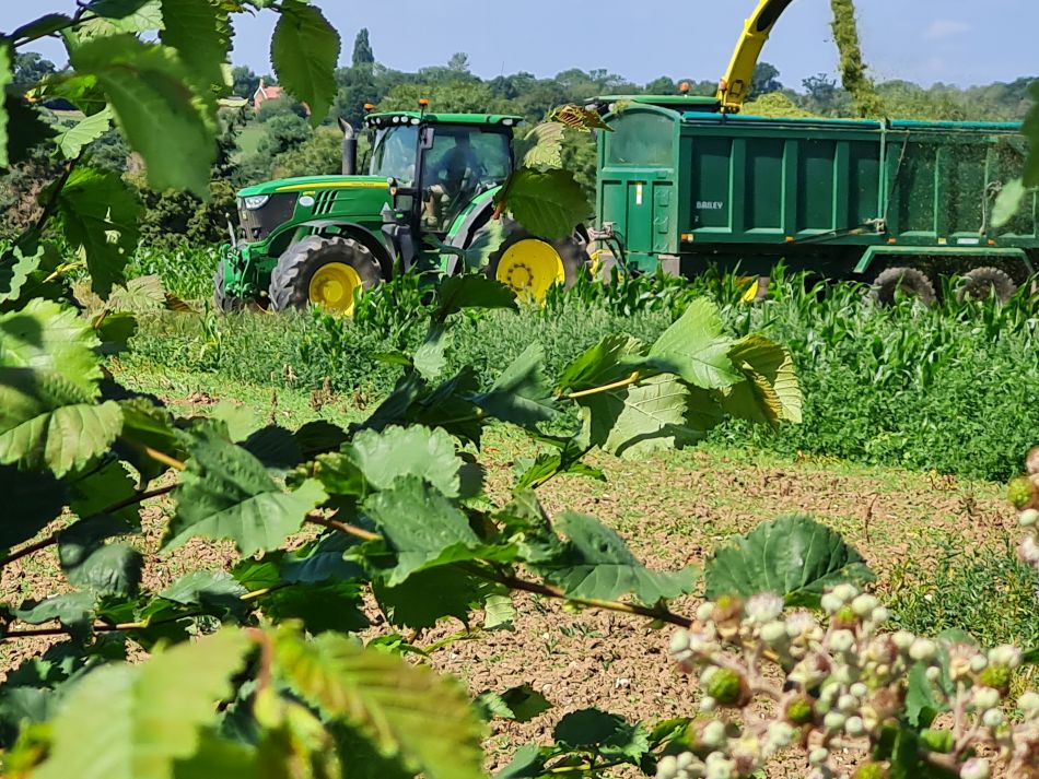 2023-07-26 11 Weybread.jpg