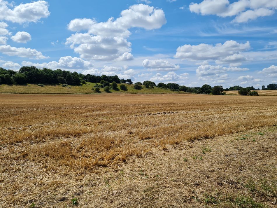 2023-07-26 14 Weybread.jpg