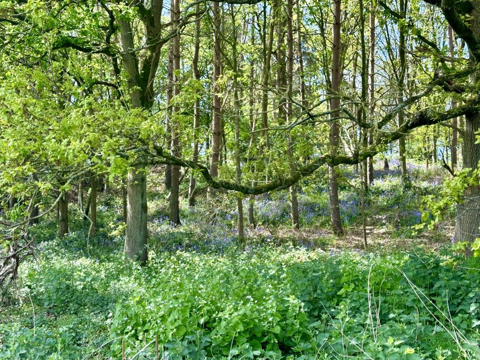 2024-05-05 03 Fressingfield.jpg