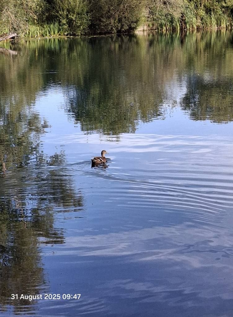 2025-08-31 13 Metfield.jpg