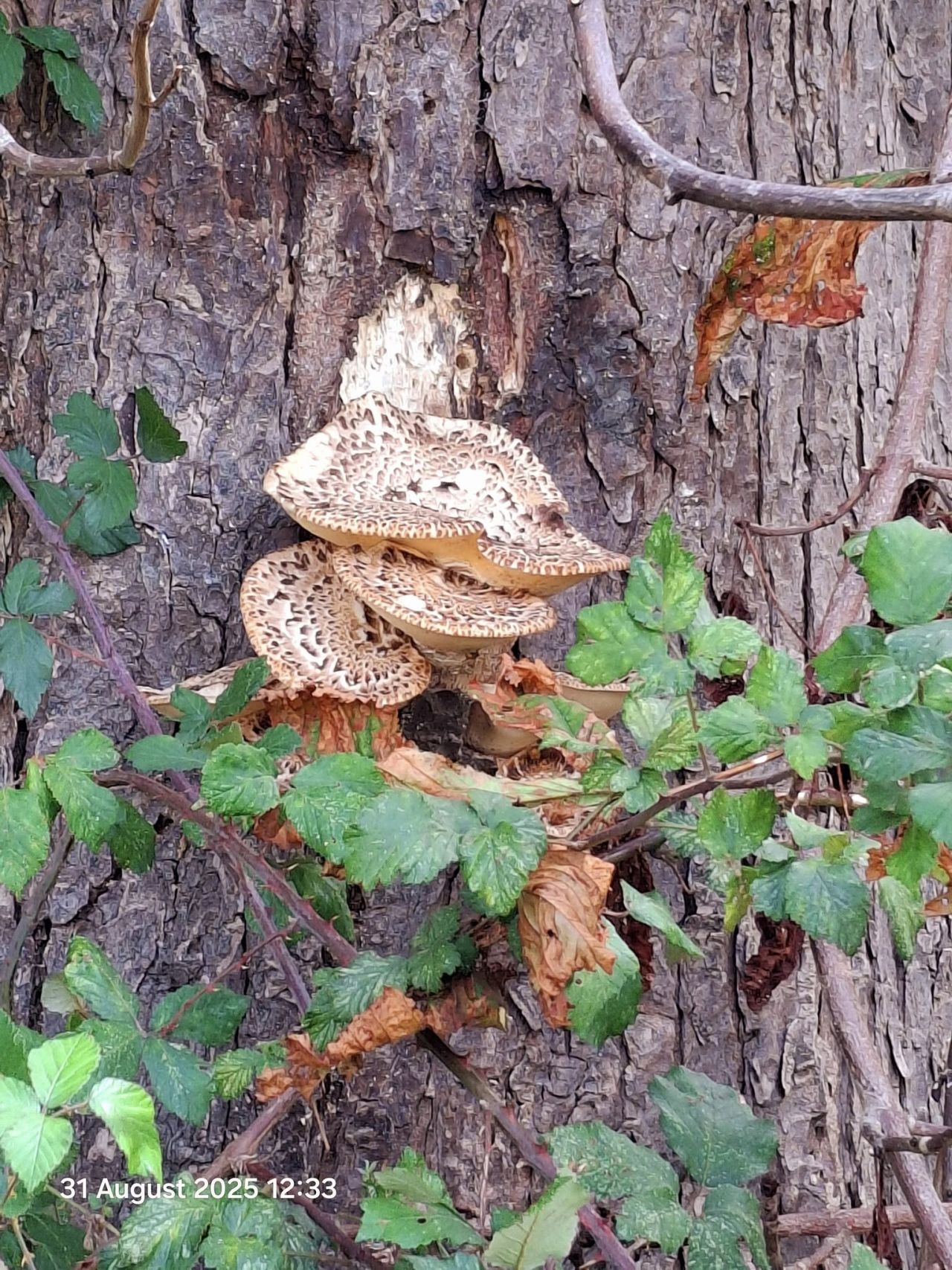 2025-08-31 24 Metfield.jpg